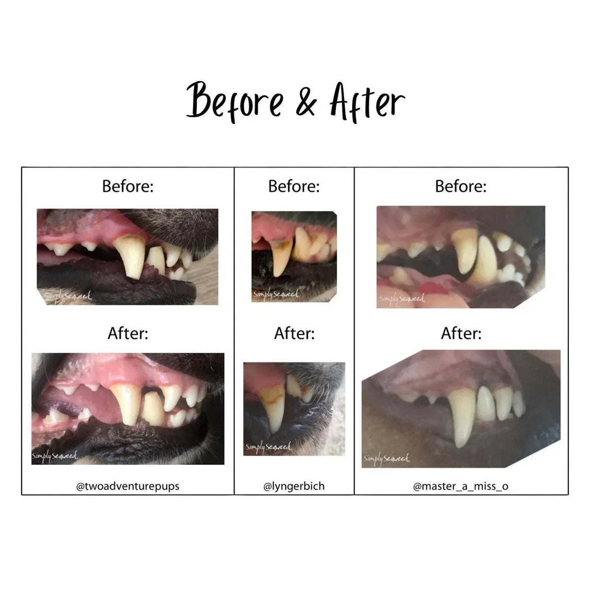 Simply Seaweed Dental Health Care Supplement for Cats & Dogs 200g