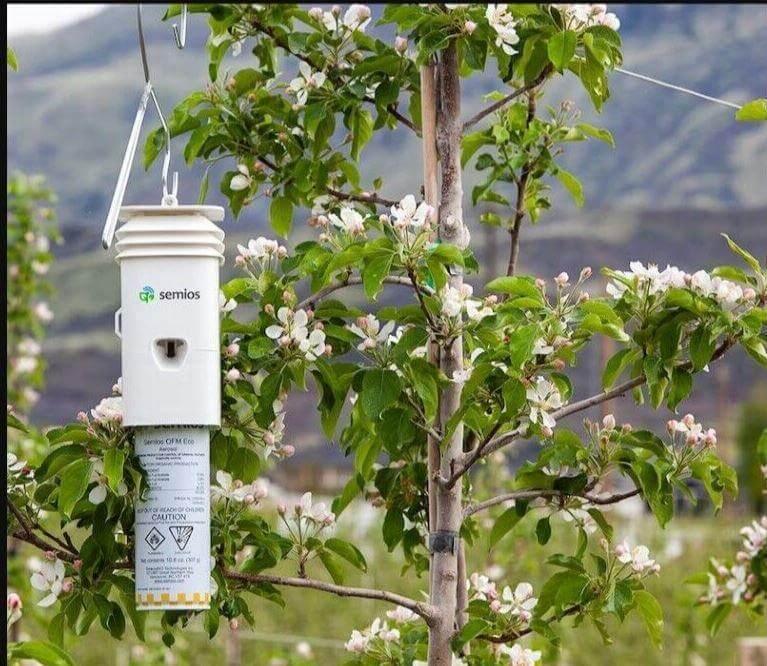 White agricultural pheromone dispenser hanging on a blossoming fruit tree outdoors